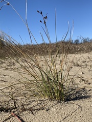 Fimbristylis castanea