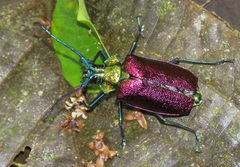 Pyrodes nitidus