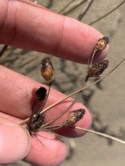 Fimbristylis castanea