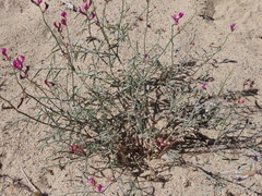 Astragalus casei
