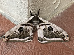 Saturnia pyretorum