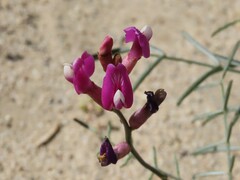 Astragalus casei