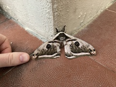 Saturnia pyretorum