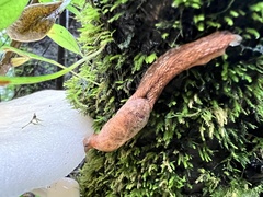 Helicarionoidea