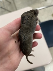 Microtus oregoni