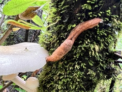 Helicarionoidea