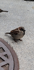 Passer domesticus