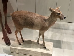 Hydropotes inermis inermis