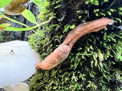 Helicarionoidea