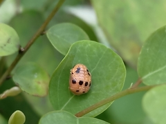 Coccinellinae