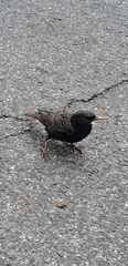 Sturnus vulgaris
