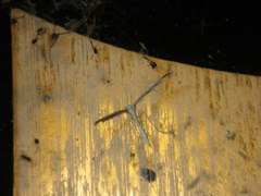 Pterophorinae