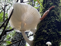 Helicarionoidea
