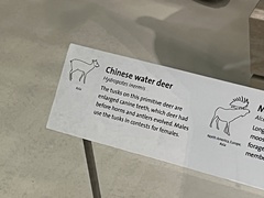 Hydropotes inermis inermis