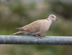 Streptopelia decaocto
