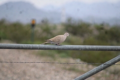 Streptopelia decaocto
