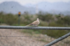 Streptopelia decaocto