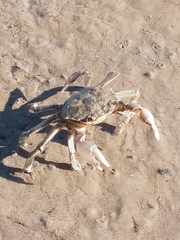 Cyrtograpsus angulatus