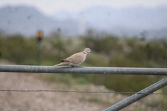 Streptopelia decaocto