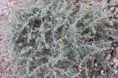 Ambrosia dumosa