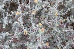 Ambrosia dumosa