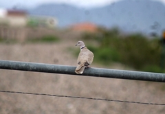 Streptopelia decaocto
