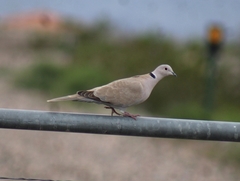 Streptopelia decaocto