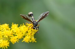 Physocephala furcillata