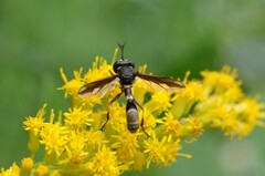 Physocephala furcillata
