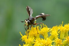 Physocephala furcillata