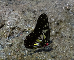 Catasticta