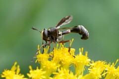 Physocephala furcillata