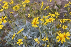 Encelia farinosa