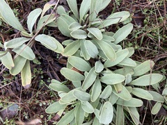 Salvia sonomensis
