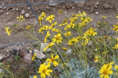 Encelia farinosa