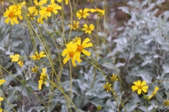 Encelia farinosa