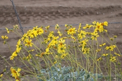 Encelia farinosa
