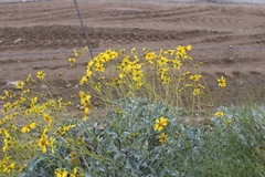 Encelia farinosa