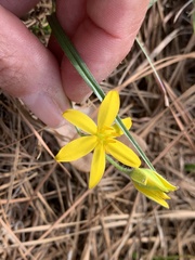 Hypoxis hirsuta