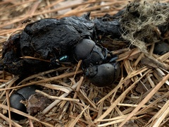Geotrupes opacus