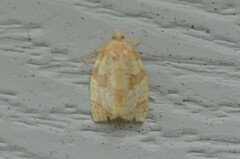 Adoxophyes negundana