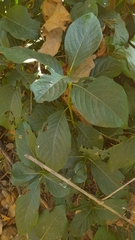 Pavetta indica