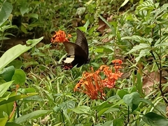 Papilio iswara