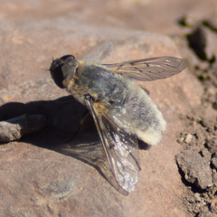 Aphoebantus
