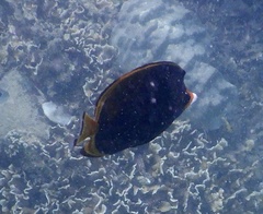 Chaetodon flavirostris