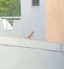 Passer montanus