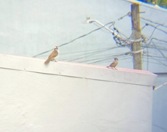 Passer montanus