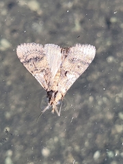 Hypena minualis