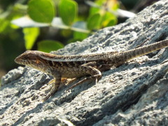 Sceloporus siniferus