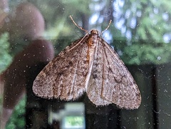 Operophtera occidentalis